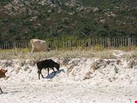 I proprietari della spiaggia di Lodo