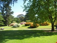 Fioritura di rododendri al Royal Botanical  Garden