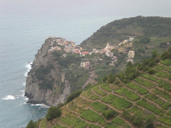 Cornilia