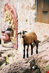 bozen ungewoehnlicher besucher der mmm