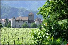 bozen weinreben um schloss maretsch