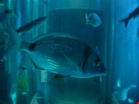 palma di maiorca acquario di colonia de sant jordi
