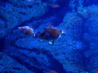palma di maiorca acquario di colonia de sant jordi