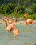 Flamingos