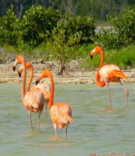 Flamingos Flamingos