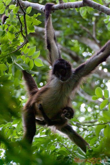 Go Monkey