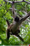 Go Monkey