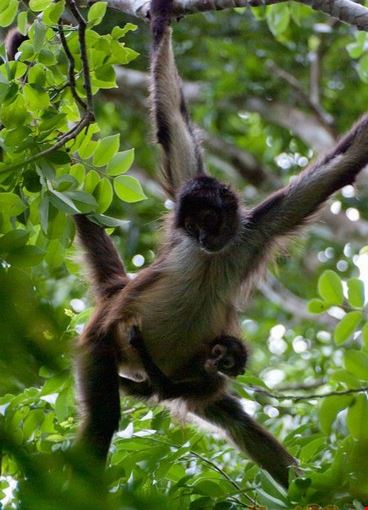 Go Monkey Go Monkey