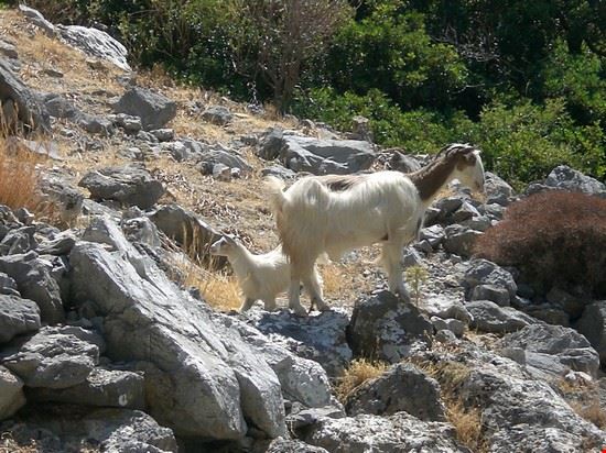 Spiaggia di Preveli Creta  
