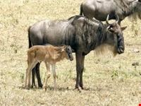bamako park animal