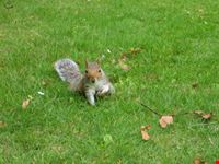 scoiattolo a Londra