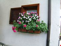 finestra fiorita