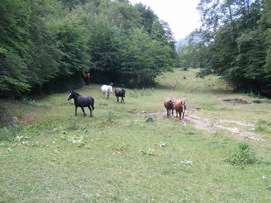 cavalli allo stato brado