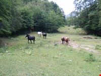 cavalli allo stato brado