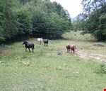 cavalli allo stato brado cavalli allo stato brado