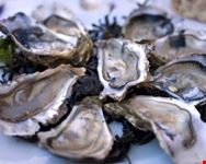 galway oysters