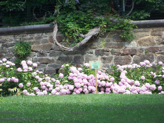 fioritura ortensie nel parco delle terme