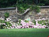 fioritura ortensie nel parco delle terme
