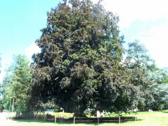 albero secolare nel parco
