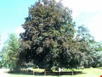 albero secolare nel parco