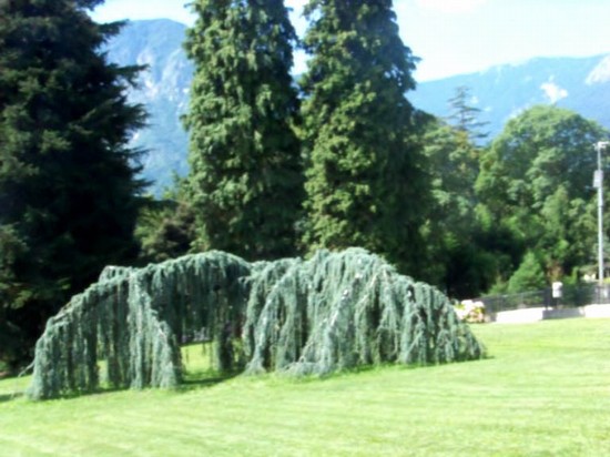 parco, veduta