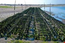 faro austern sucht in der ria formosa bei arroteia