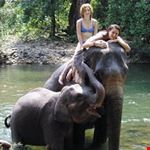 Elephant Tour