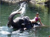 Elephants at Waterfall