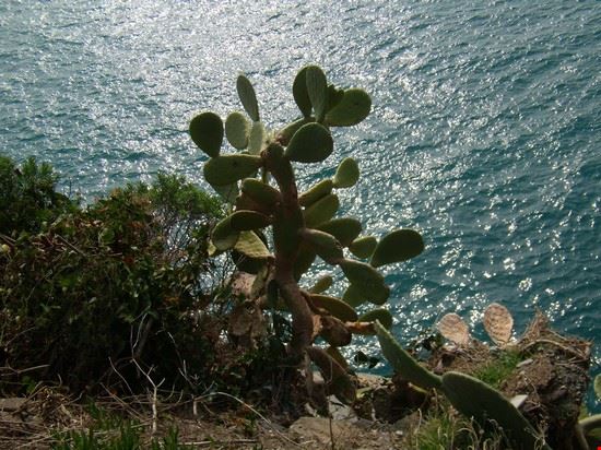 Giro delle Cinque Terre Vernazza  