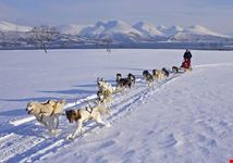 slitta trainata dai cani