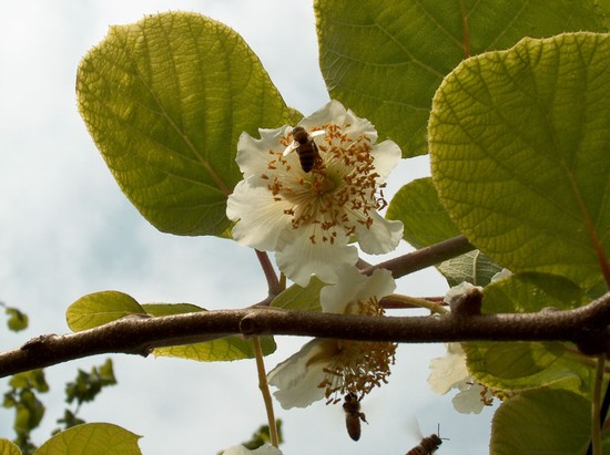 Actinidia