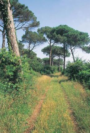 Pineta di San Vitale