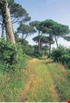 ravenna pineta di san vitale