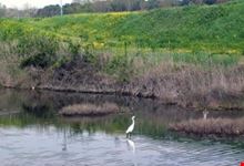 ravenna punte alberete