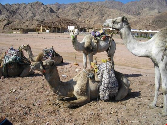 Sharm El Sheikh  