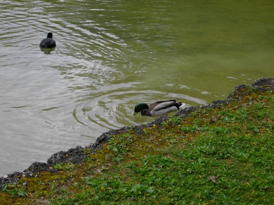 Sponda dell' Englischer Garten