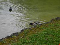 Sponda dell' Englischer Garten