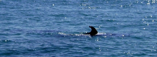 Golfinos (delfini)