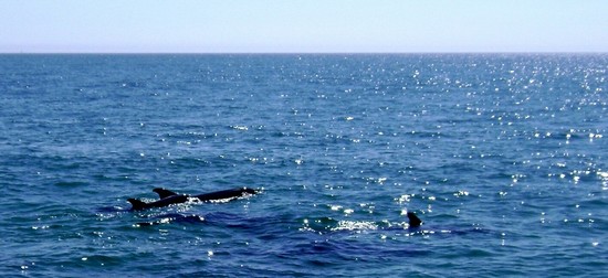 Golfinos (delfini)