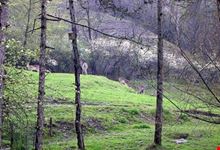 Parco Pineta - Daini