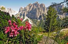 Il giardino delle rose