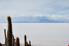 Cactus nel deserto