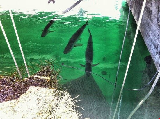  Miami miamism - Creative Commons miamism