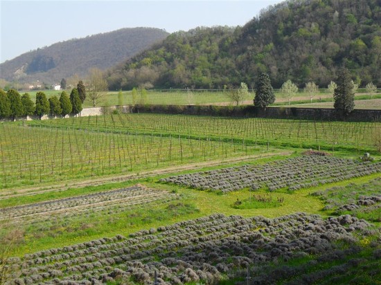 Colli Euganei