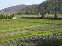 Colli Euganei