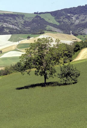 San Giovanni di Querciola
