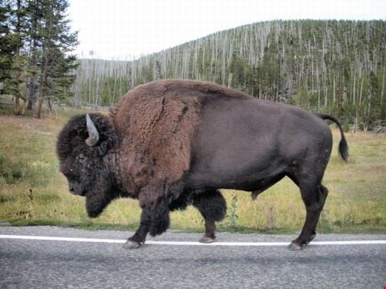 Yellowstone National Park Yellowstone National Park  