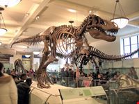 Dinosauri al Museo
