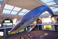 La Balena al Museo di Storia Naturale