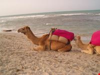 Djerba